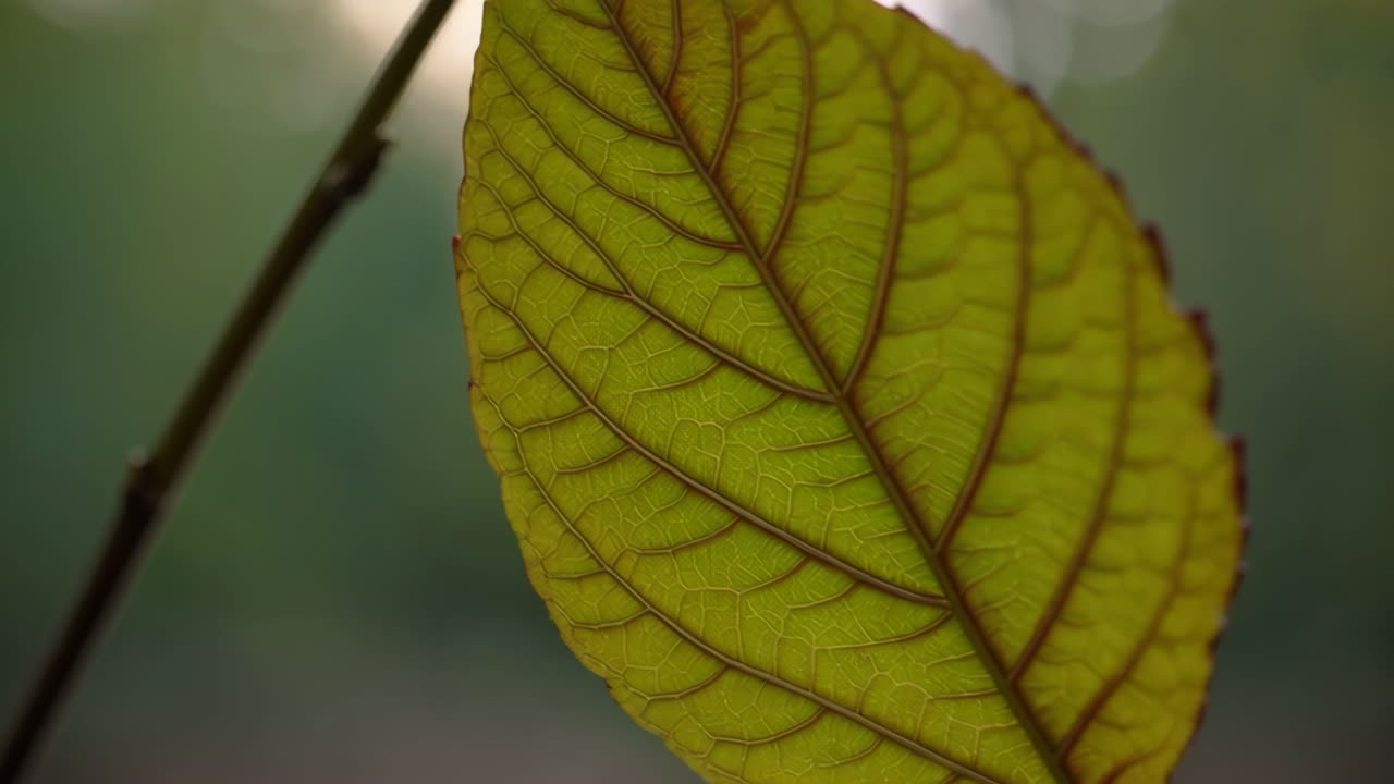Close-up of a leaf