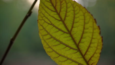 close-up of a leaf