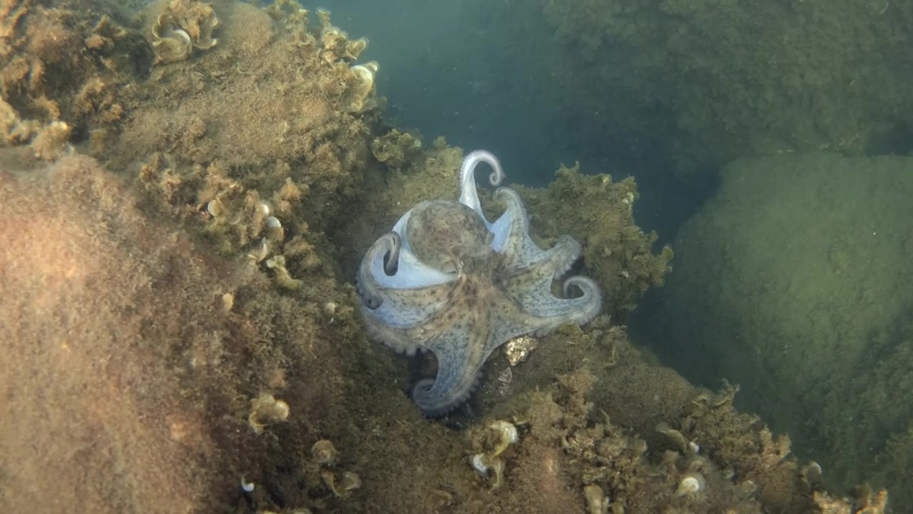 Polpo che riposa sul fondale marino ruvido e coperto di alghe, mimetizzandosi con l'ambiente circostante grazie a un eccellente camuffamento.