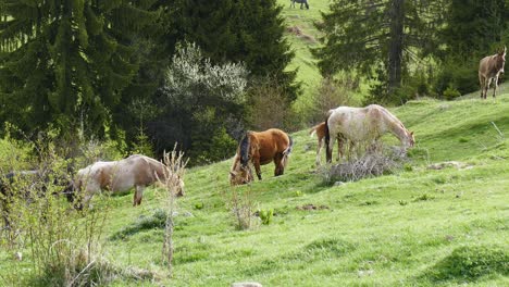 Una-Manada-De-Caballos-Pastando-Libremente