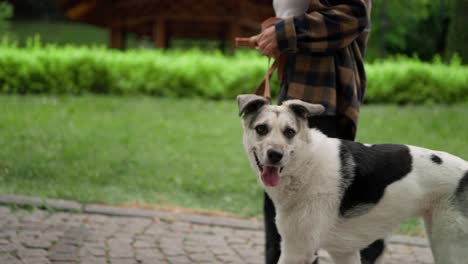 Nahaufnahme-Eines-Weißen-Hundes-Mit-Schwarzen-Flecken,-Der-Tagsüber-Mit-Seiner-Besitzerin-Im-Park-Spazieren-Geht