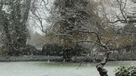 heavy snow fall on tree with no leaves in back garden medium shot