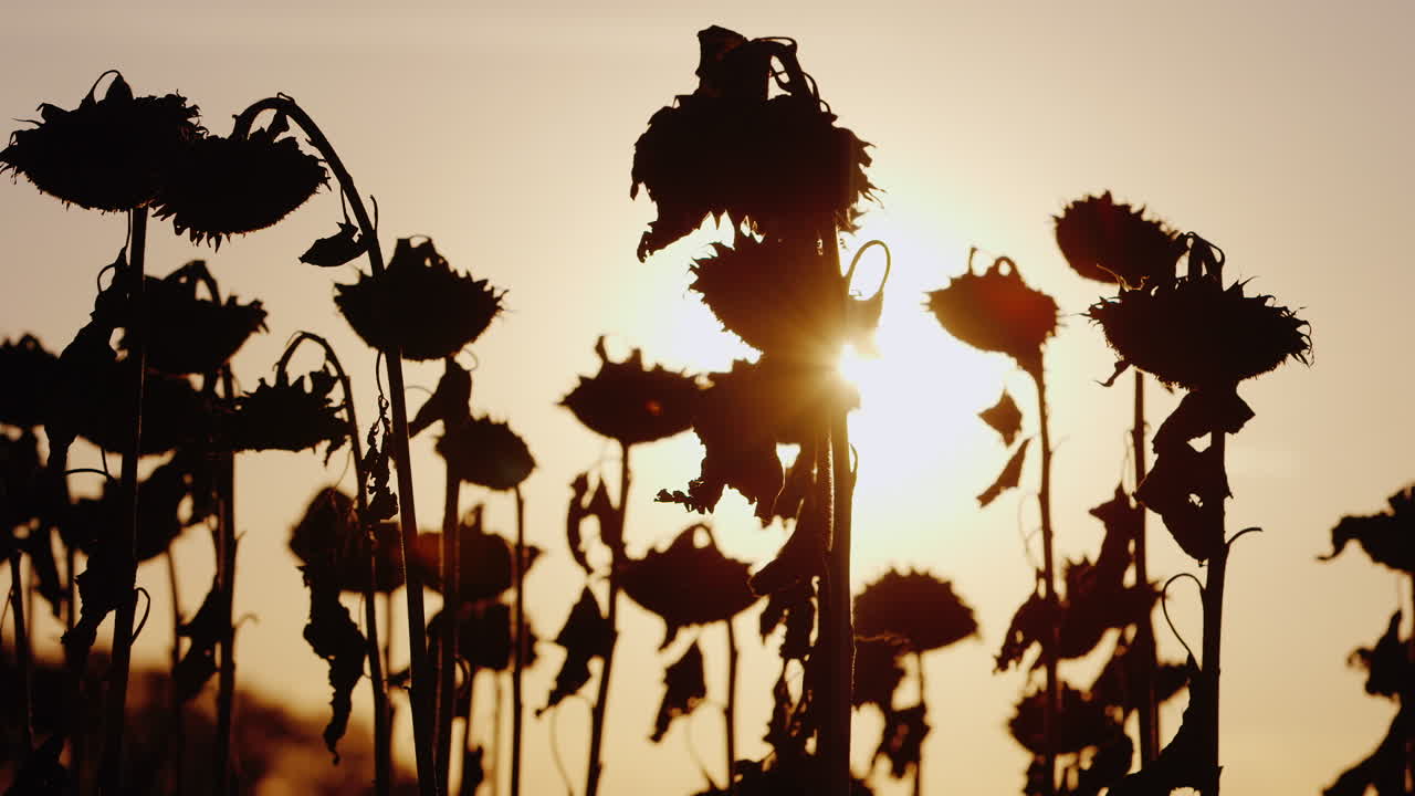 girasol en un cálido día de otoño al atardecer