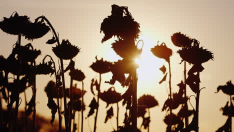 sunflower on a warm autumn day at sunset