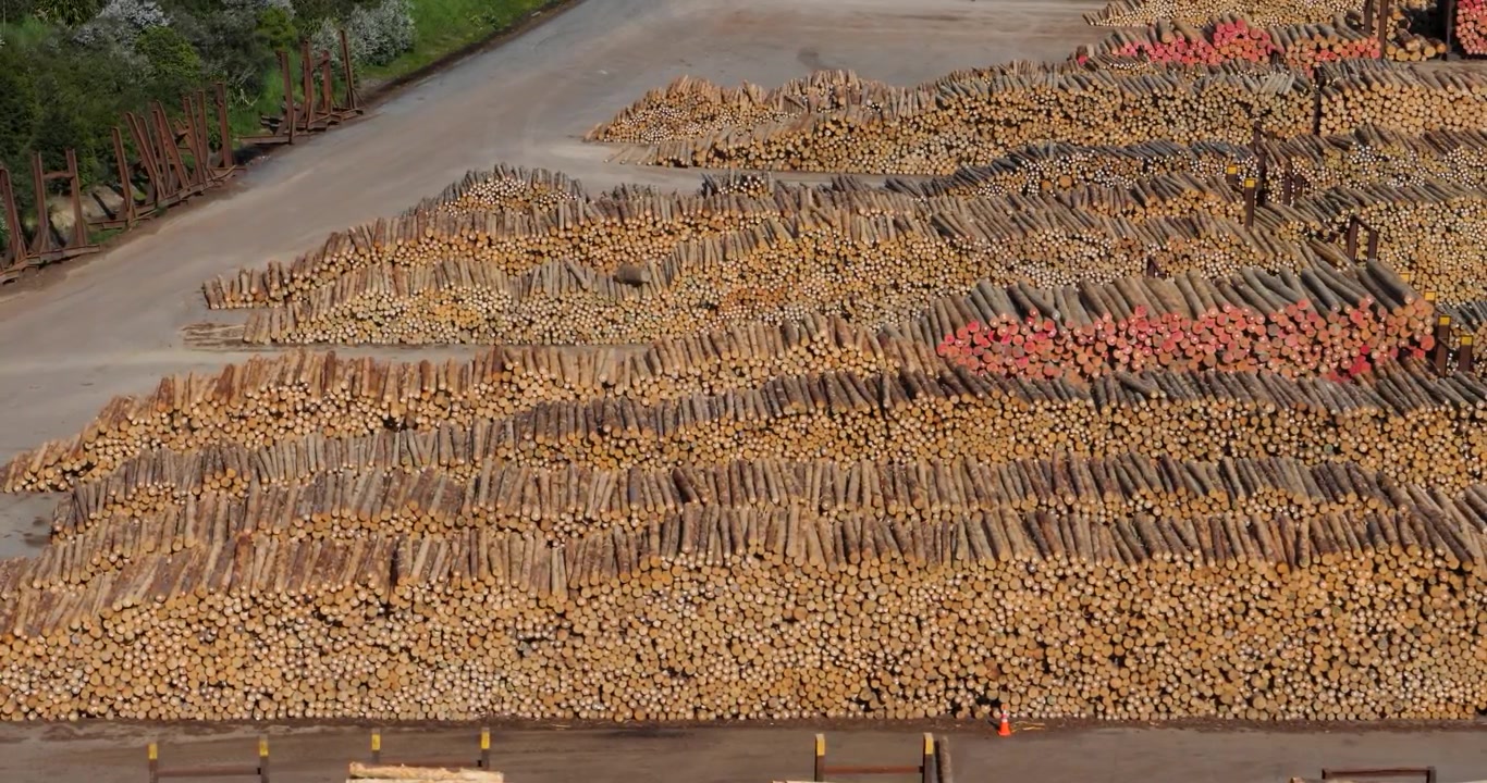 Stapel von Radiata-Kiefern am Waimahara Log Wharf, gelegen in der Shakespeare Bay, Picton. Forstwirtschaft ist eine wichtige Industrie für Neuseeland
