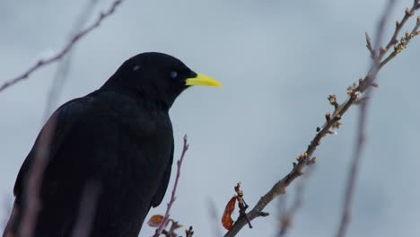 a jackdaw standing on a branch is inspecting its surroundings