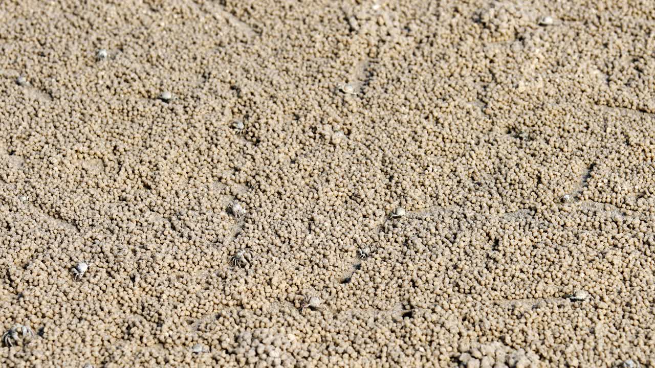 샌드 버블러 크래브의 타임 스