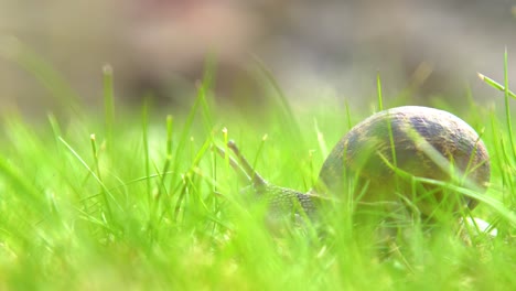 Enge-Schnecke,-Die-Langsam-über-Das-Gras-Gleitet