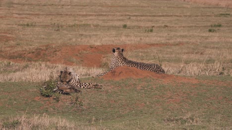 Dos-Guepardos-Tirados-En-La-Sabana-Africana,-Uno-Lamiendo-Su-Piel-Limpia