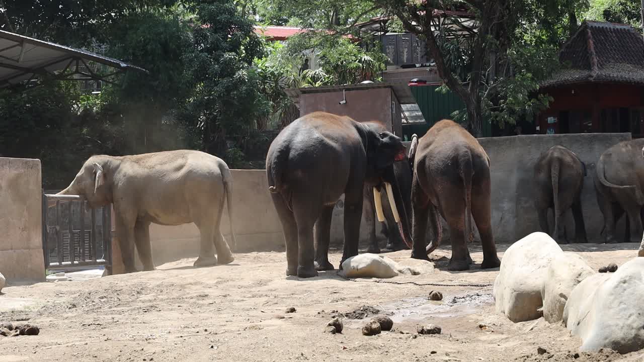 Elephants at the zoo