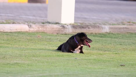 black dog lying down on grass.