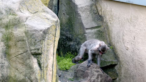 ape life in a zoo cage