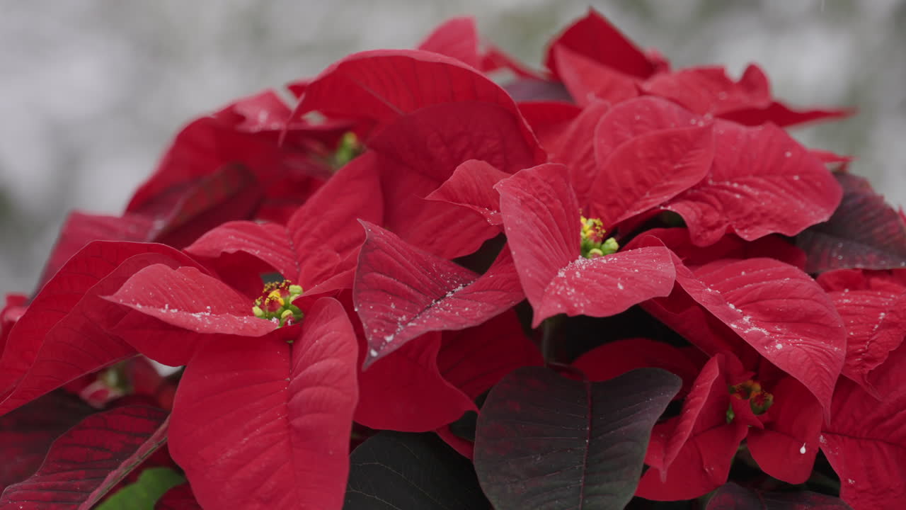 Neve caindo levemente sobre uma poinsétia de Natal vermelha vibrante.