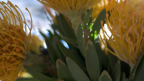 close up of yellow pincushion proteas in a vase, pan right