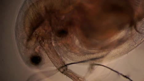 Internal-anatomy-of-the-water-flea,-Daphnia