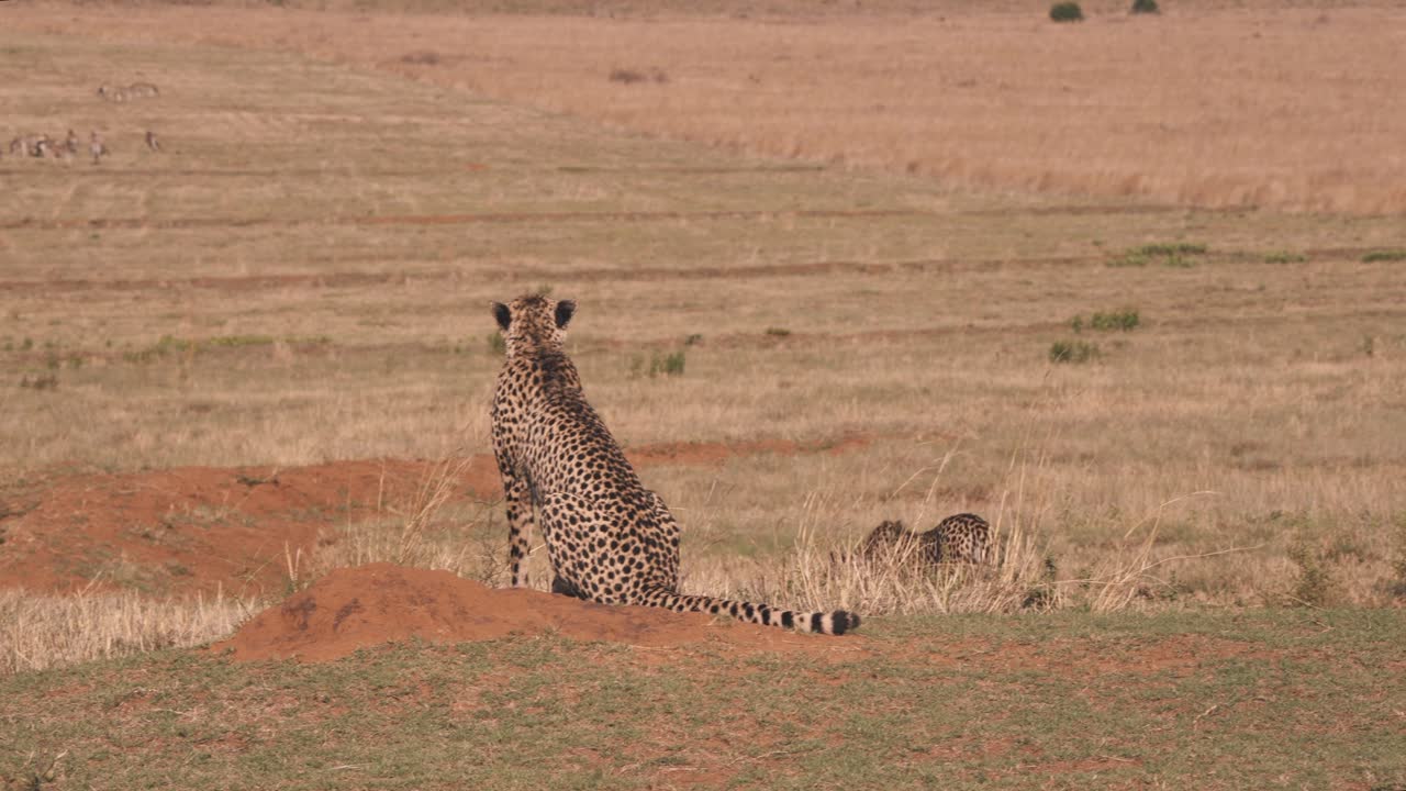 guepardos en sabana preparándose para cazar cebras pastando en la distancia