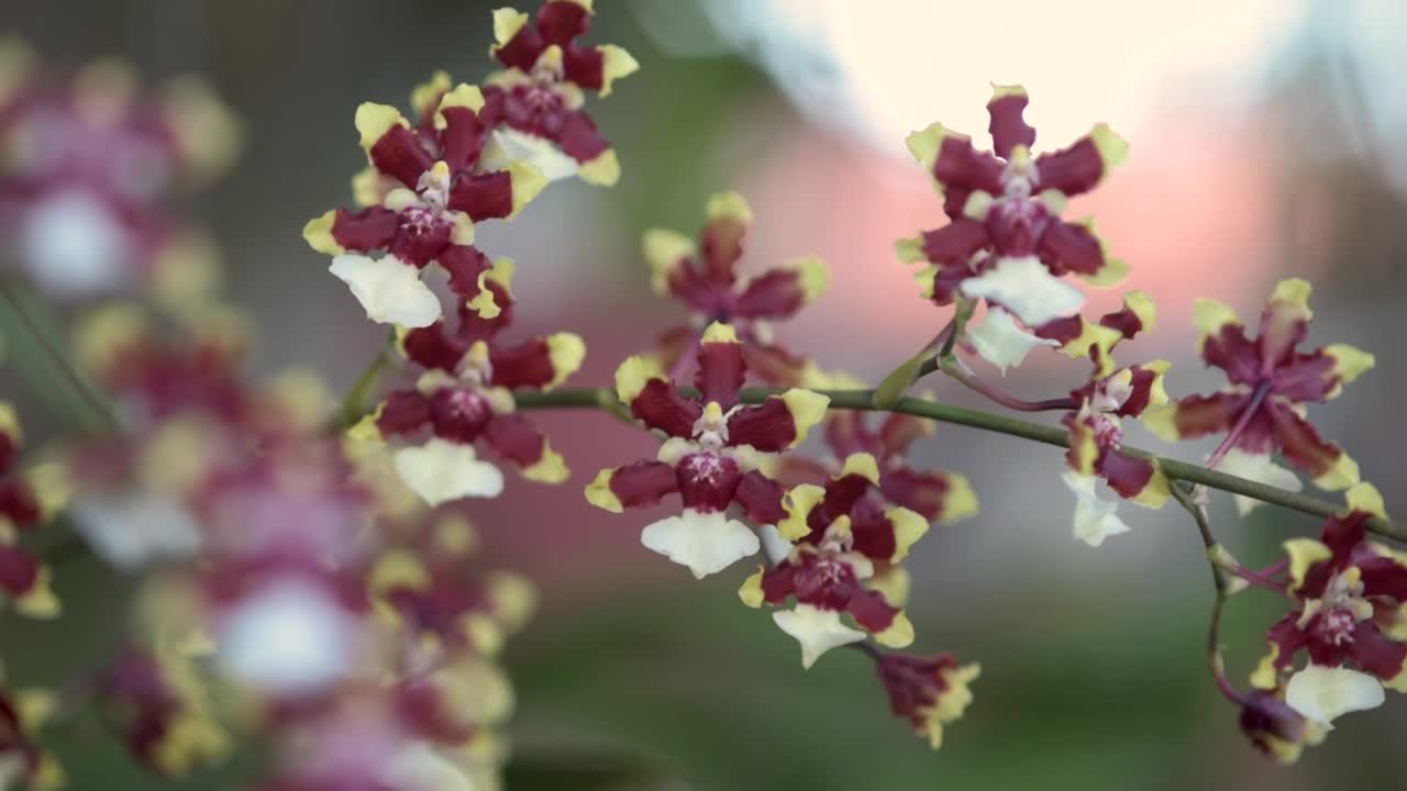 Oncidium Aka Baby 'Raspberry Chocolate' orchid flowers, blurred background
