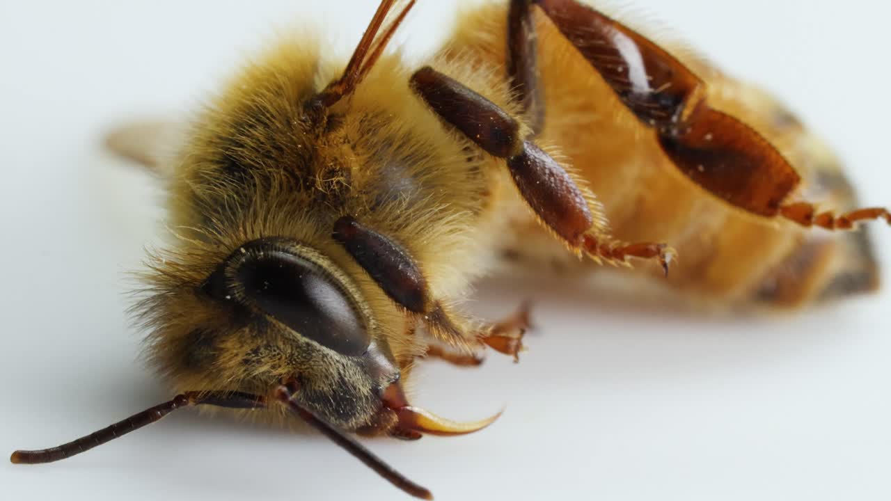 A macro view of a honeybee lying motionless on a white background, highlighting its detailed features and stillness