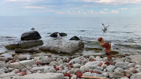 seagulls on rocky freshwater beach of lake ontario along toronto shoreline