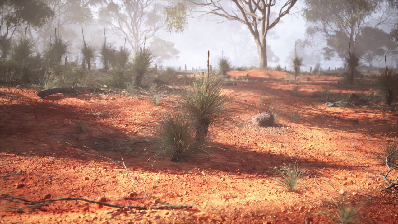paisaje de tierra roja en australia con niebla y árboles