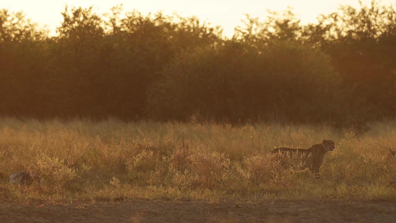 A cheetah walking away through the tall grass in the golden light of sunset in Botswana.
