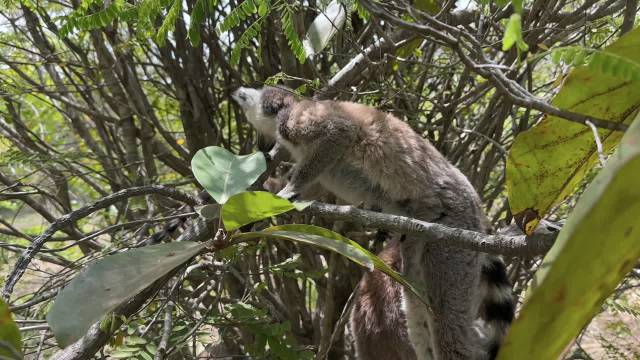 Jovem macho de lêmure-de-cauda-anelada (Lemur catta) tentando explorar a árvore onde sua família vive, Madagascar