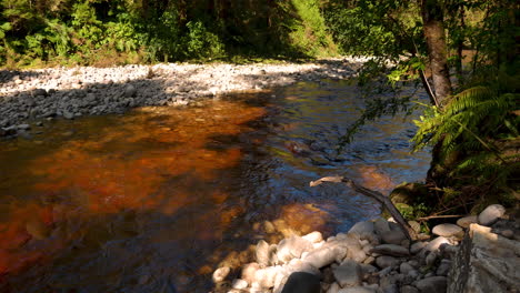 Slow-flowing-natural-rocky-river-in-jungle-during-holiday-day-trip-in-national-park-of-New-Zealand