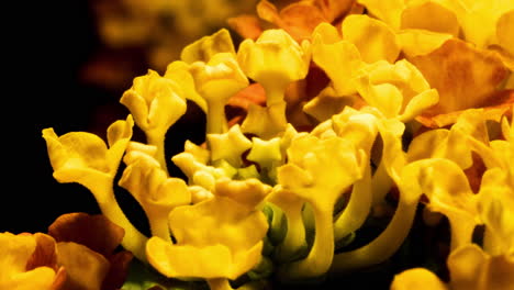 lantana camara fireworks, vivid yellow orange flower blossoming, time lapse footage