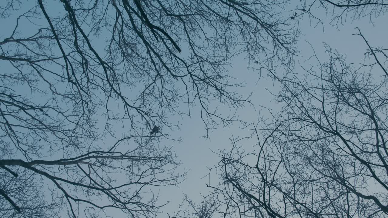 Tree top branches isolated on blue sky