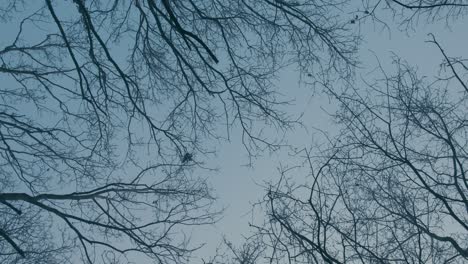 Tree-top-branches-isolated-on-blue-sky