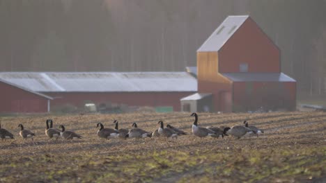 flock of geese grazing and resting in stubble field on a nordic farm - wide shot