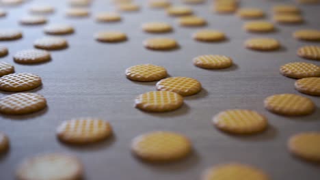 biscuits in a converyor belt in the production line of a factory