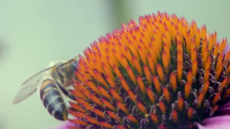 Abeja-Melífera-Recolecta-Polen-De-Una-Flor-De-Cono-Púrpura-Y-Naranja