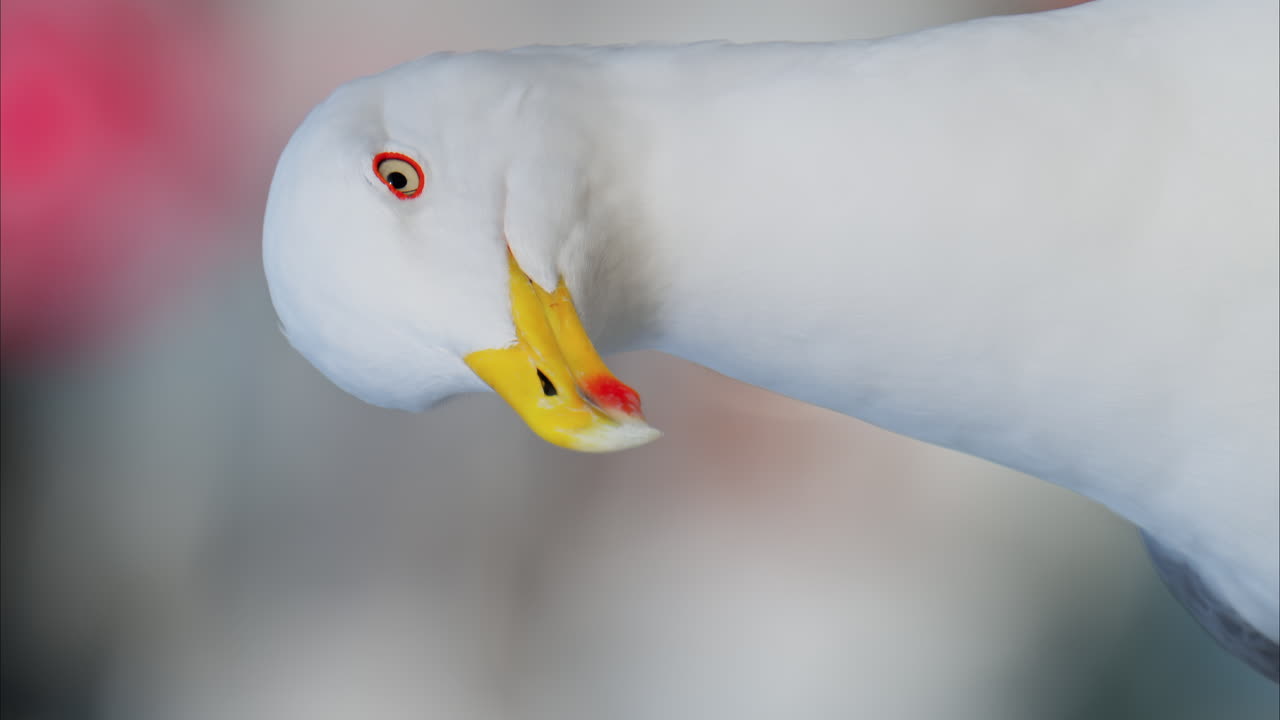 Close up of a seagull on a blurred background. Vertical