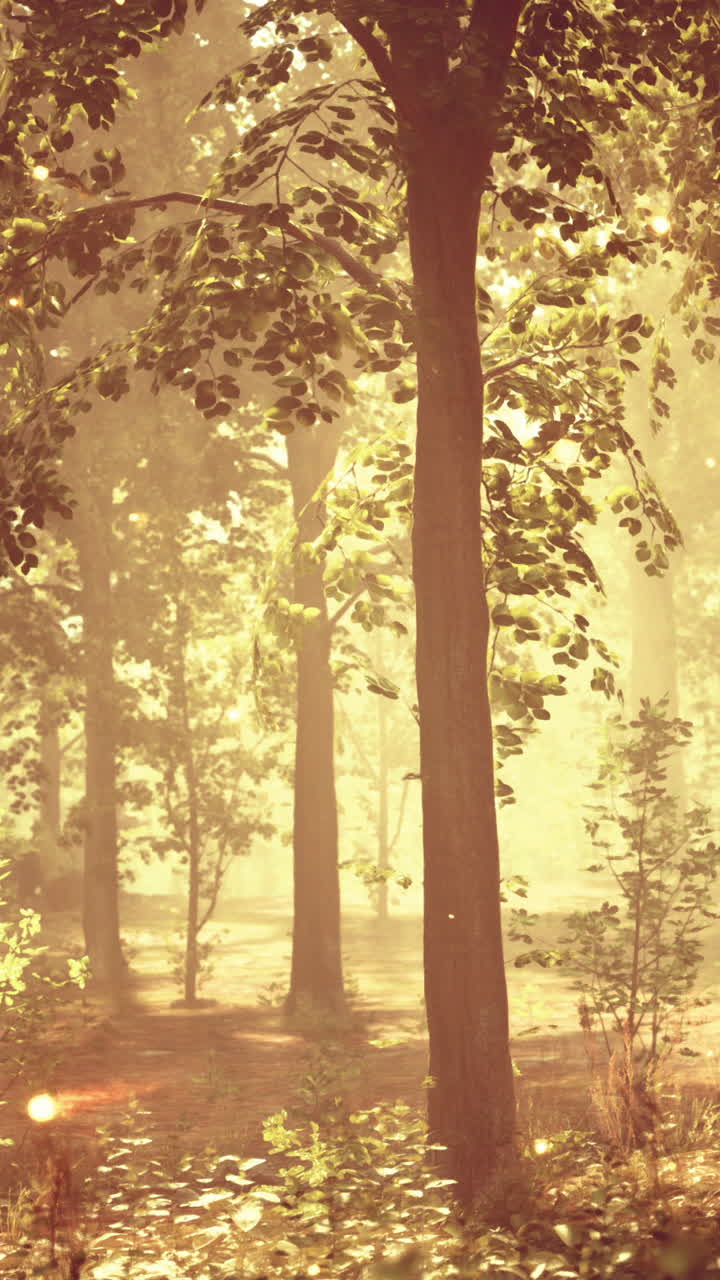 빛과 안개로 마법의 숲