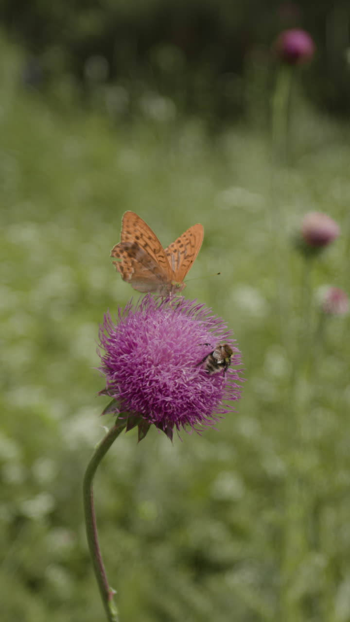 Butterfly and Bumblebee on a Thistle