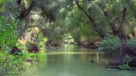 Beautiful-green-calm-river-through-the-forest-of-Danube-Delta--low-aerial