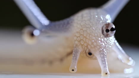 close-up of a white slug or snail