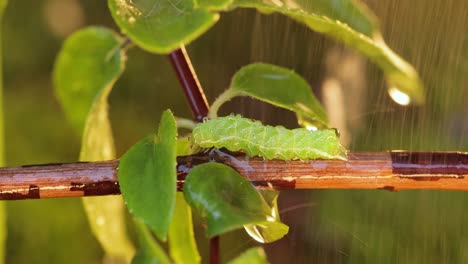 Caterpillar-diamondback-moth-(Plutella-xylostella),-sometimes-called-the-cabbage-moth,-is-a-moth-species-of-the-family-Plutellidae-and-genus-Plutella.-Pest-of-crops