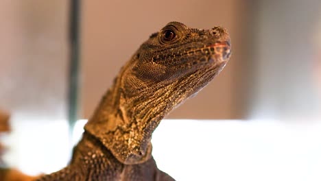 a philippine sailfin lizard looks around in a brightly lit enclosure, showcasing its unique features