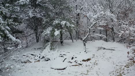 land covered with snow in thick frozen forest, aerial backward ascending view