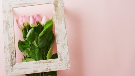 Video-of-pink-roses-in-frame-with-copy-space-on-pink-background