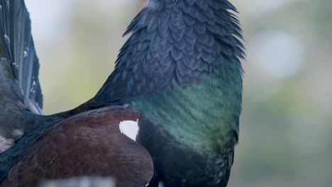 Male-western-capercaillie-roost-on-lek-site-in-lekking-season-close-up-in-pine-forest-morning-light