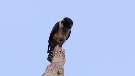 el falconet de muslo negro es una de las aves rapaces más pequeñas que se encuentran en los bosques de algunos países de asia