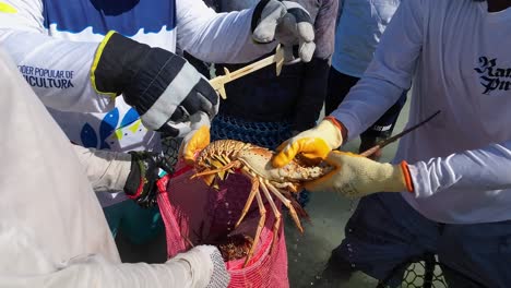 lobster fisherman is sorting and measeure his live lobsters to be sold legal size. madrisqui island