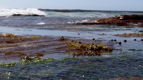 olas rompiendo en una playa rocosa, con algas visibles en el agua
