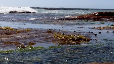 waves crashing into a rocky beach, with kelp visible in the water