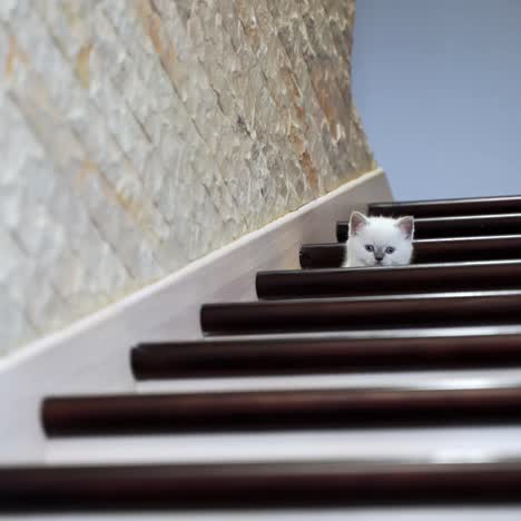cat resting on stairs
