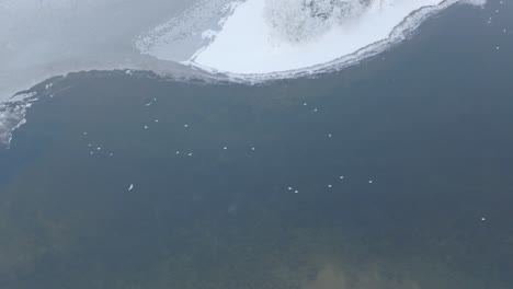 Flock-of-whooper-swans-surviving-close-to-ice-sheet-in-frozen-river-lake-at-Voss-Norway---Wide-angle-birdseye-aerial