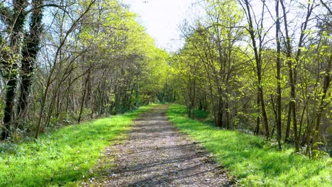 beautiful view of nature showing the paths built amidst dense green jungles